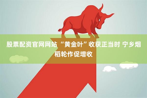 股票配资官网网站 “黄金叶”收获正当时 宁乡烟稻轮作促增收